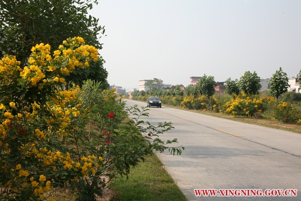 梅华线环球国际
段绿色廊道建设示范路.jpg