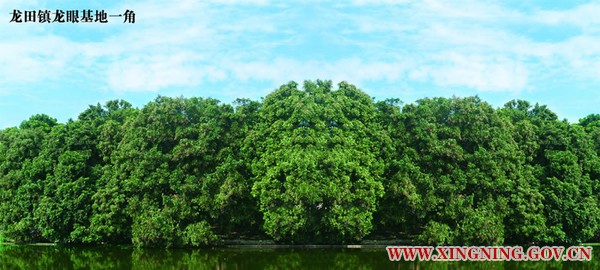 龙田龙眼基地.jpg